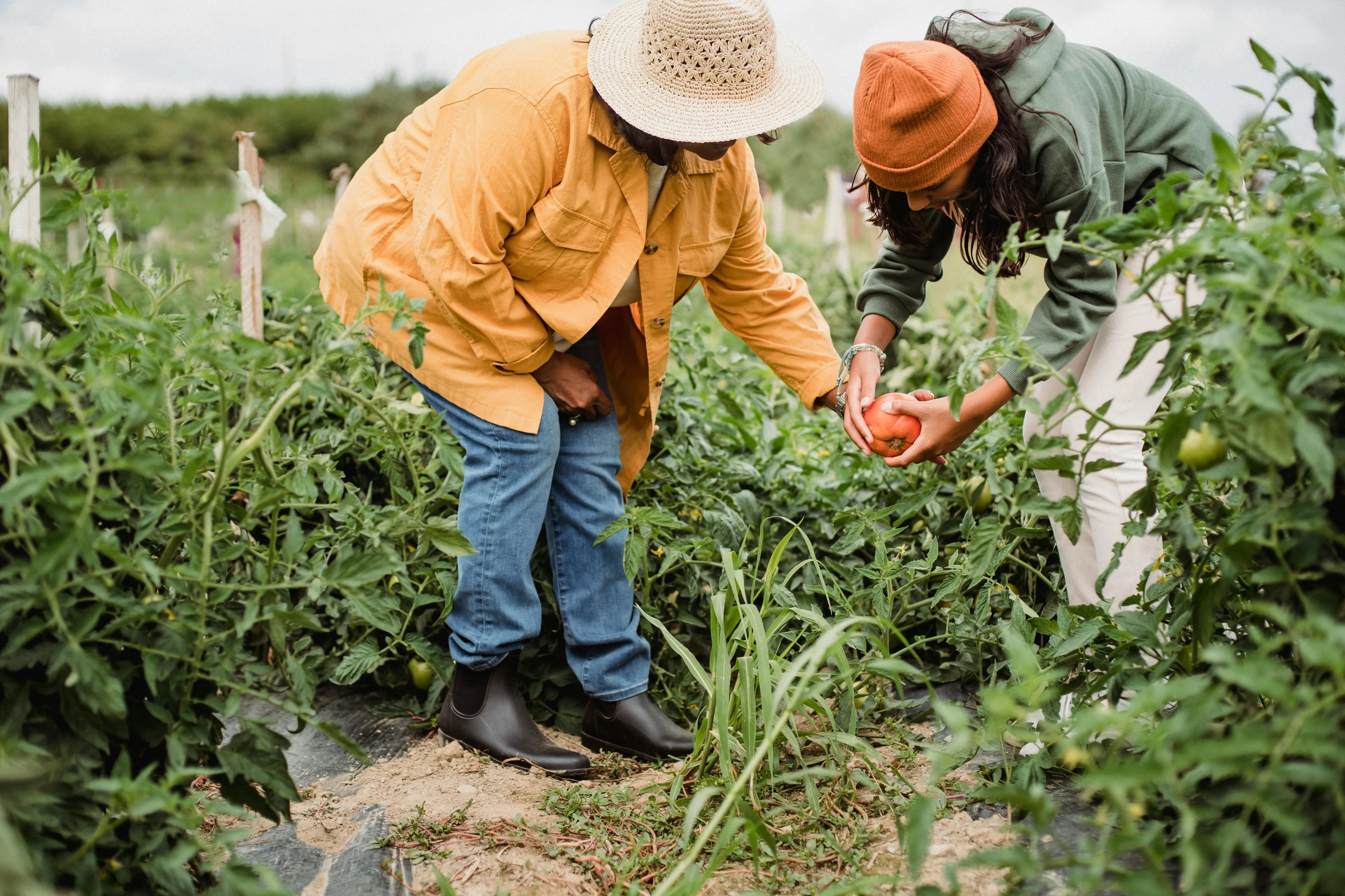Two people collaborating in a garden